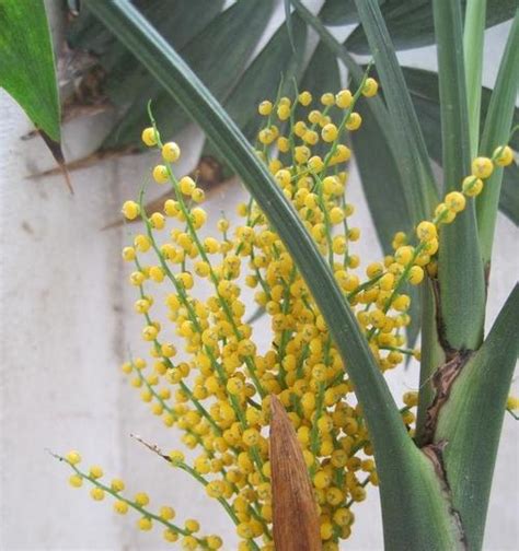 椰子開花|袖珍椰子开花什么预兆，怎么养才会开花